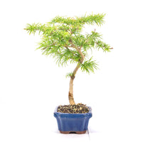 Goldlärche 'Pseudolarix amabilis'