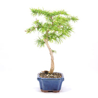 Goldlärche 'Pseudolarix amabilis'