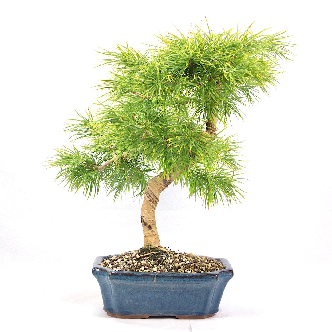 Goldlärche 'Pseudolarix amabilis'