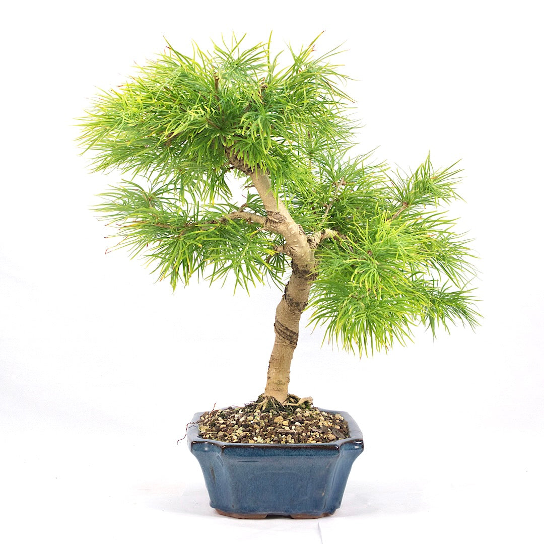 Goldlärche 'Pseudolarix amabilis'