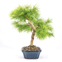 Goldlärche 'Pseudolarix amabilis'