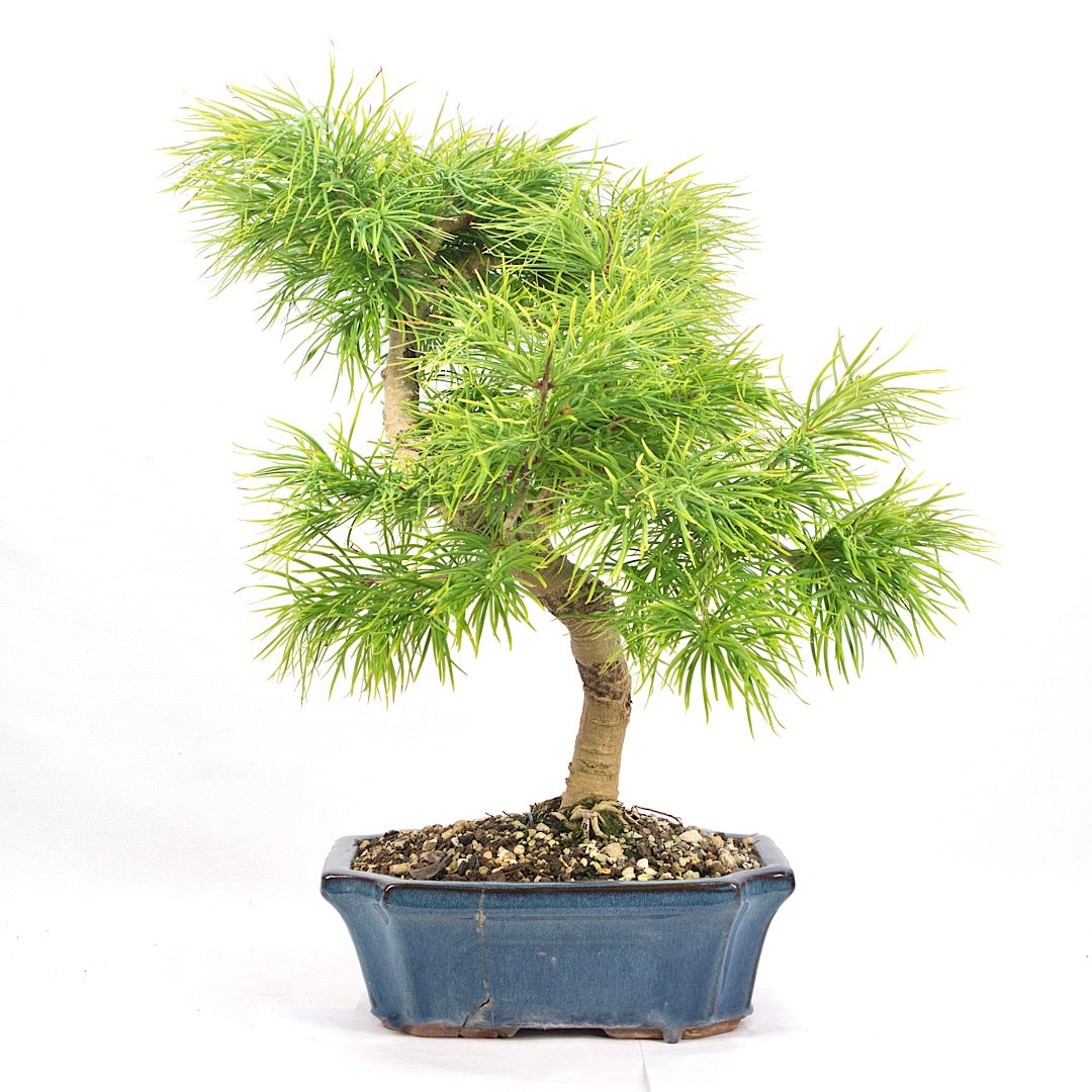 Goldlärche 'Pseudolarix amabilis'