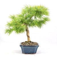 Goldlärche 'Pseudolarix amabilis'