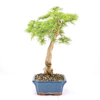Goldlärche 'Pseudolarix amabilis'