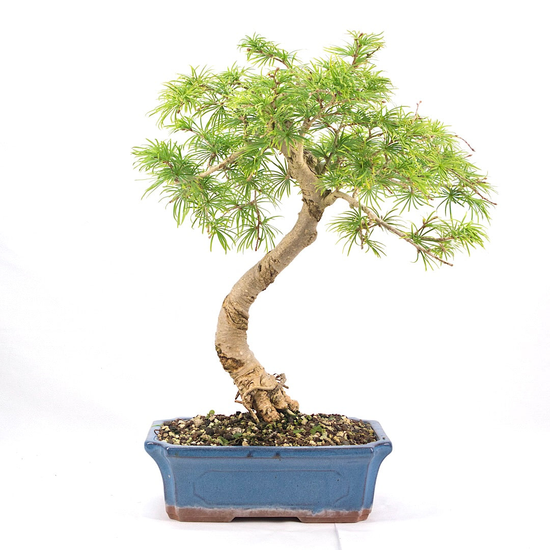 Goldlärche 'Pseudolarix amabilis'