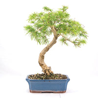 Goldlärche 'Pseudolarix amabilis'
