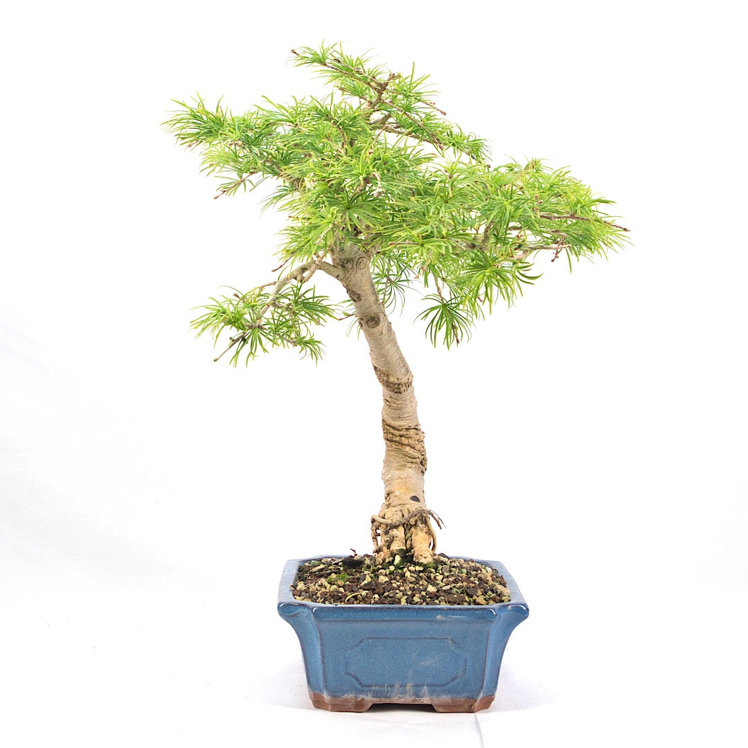 Goldlärche 'Pseudolarix amabilis'