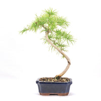 Goldlärche 'Pseudolarix amabilis'