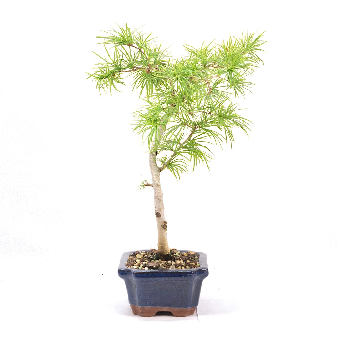 Goldlärche 'Pseudolarix amabilis'