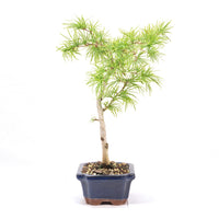 Goldlärche 'Pseudolarix amabilis'