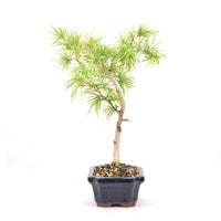Goldlärche 'Pseudolarix amabilis'