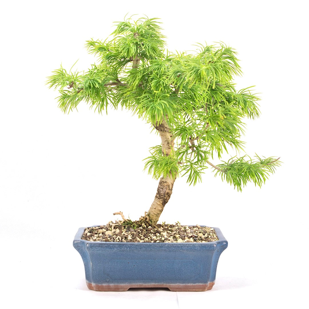 Goldlärche 'Pseudolarix amabilis'