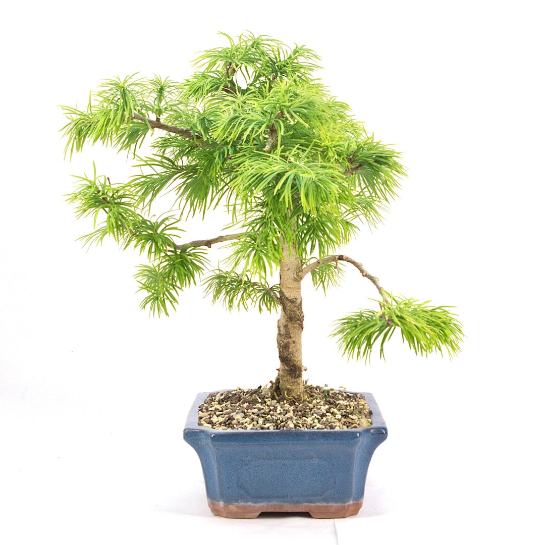 Goldlärche 'Pseudolarix amabilis'