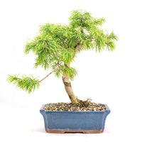 Goldlärche 'Pseudolarix amabilis'
