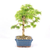 Goldlärche 'Pseudolarix amabilis'