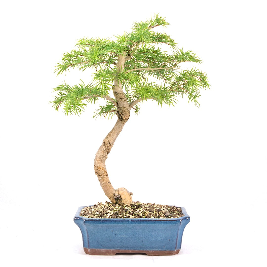 Goldlärche 'Pseudolarix amabilis'