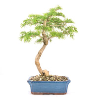 Goldlärche 'Pseudolarix amabilis'