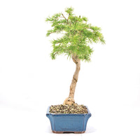 Goldlärche 'Pseudolarix amabilis'