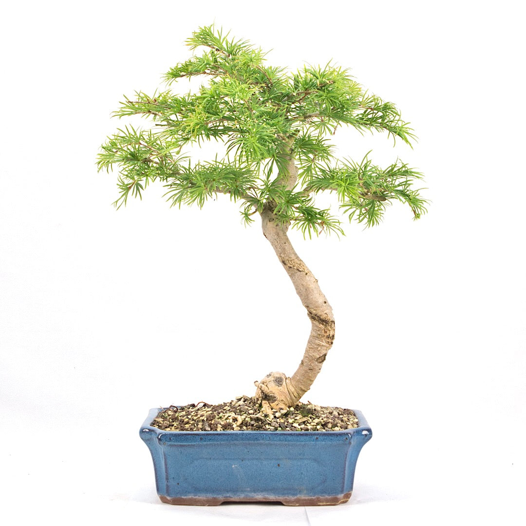 Goldlärche 'Pseudolarix amabilis'