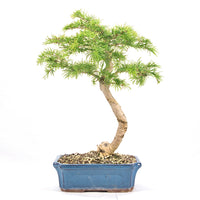 Goldlärche 'Pseudolarix amabilis'