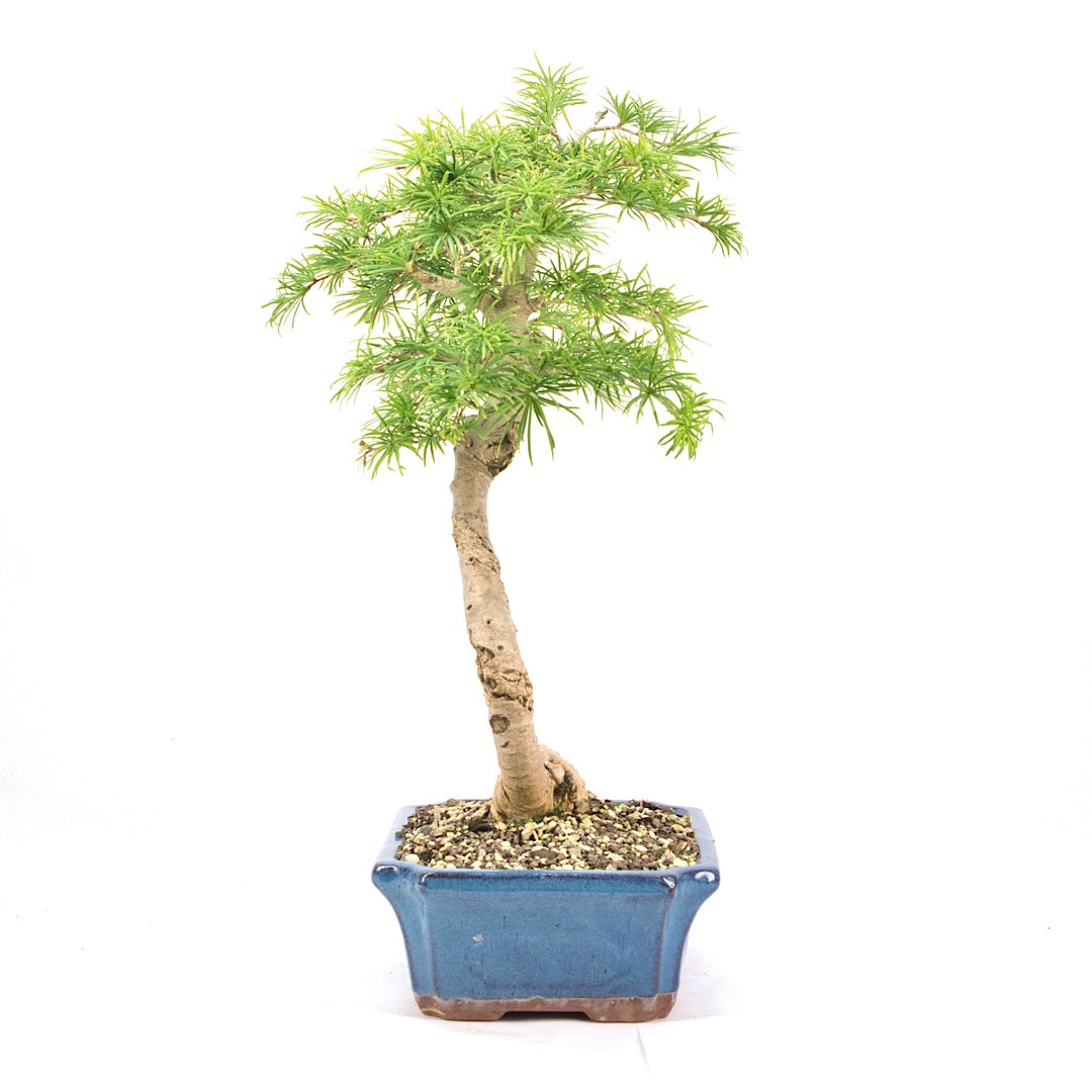 Goldlärche 'Pseudolarix amabilis'