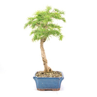 Goldlärche 'Pseudolarix amabilis'