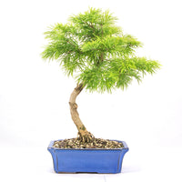 Goldlärche 'Pseudolarix amabilis'