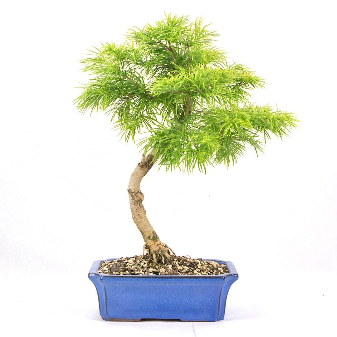 Goldlärche 'Pseudolarix amabilis'