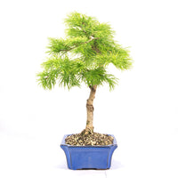 Goldlärche 'Pseudolarix amabilis'