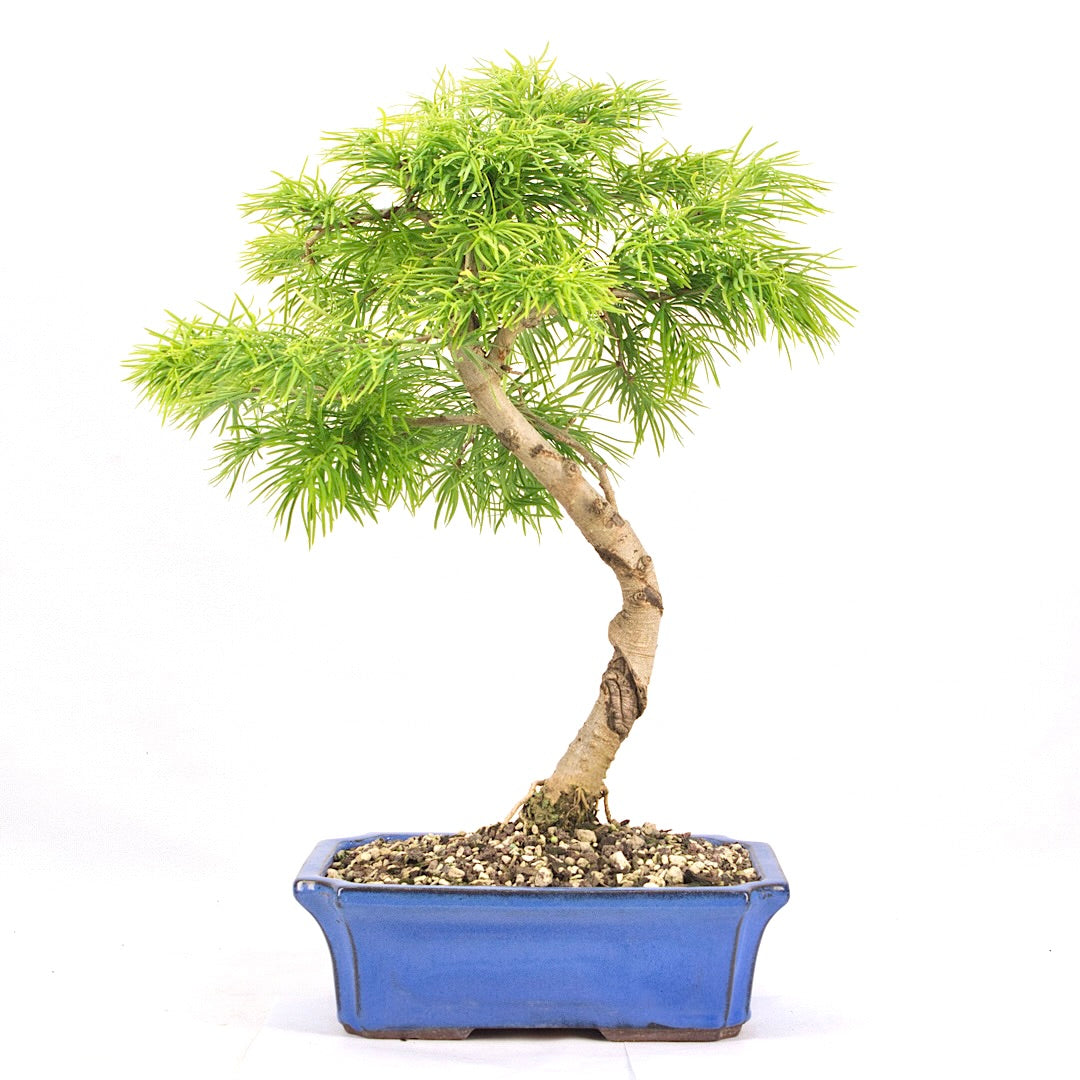 Goldlärche 'Pseudolarix amabilis'