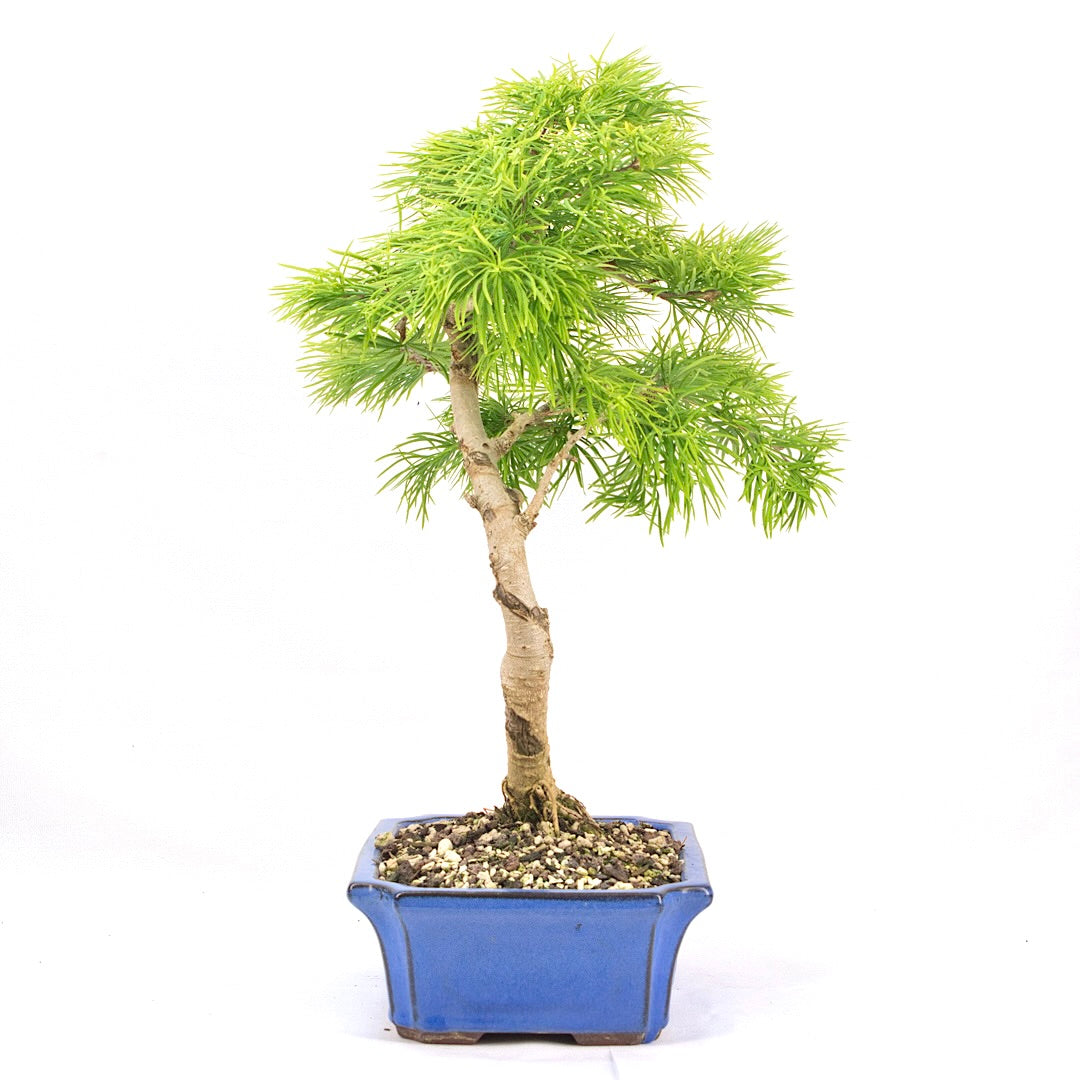 Goldlärche 'Pseudolarix amabilis'