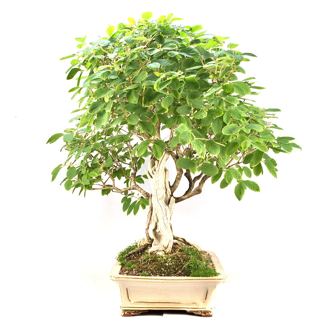 Heckenkirsche 'Lonicera xylosteum'