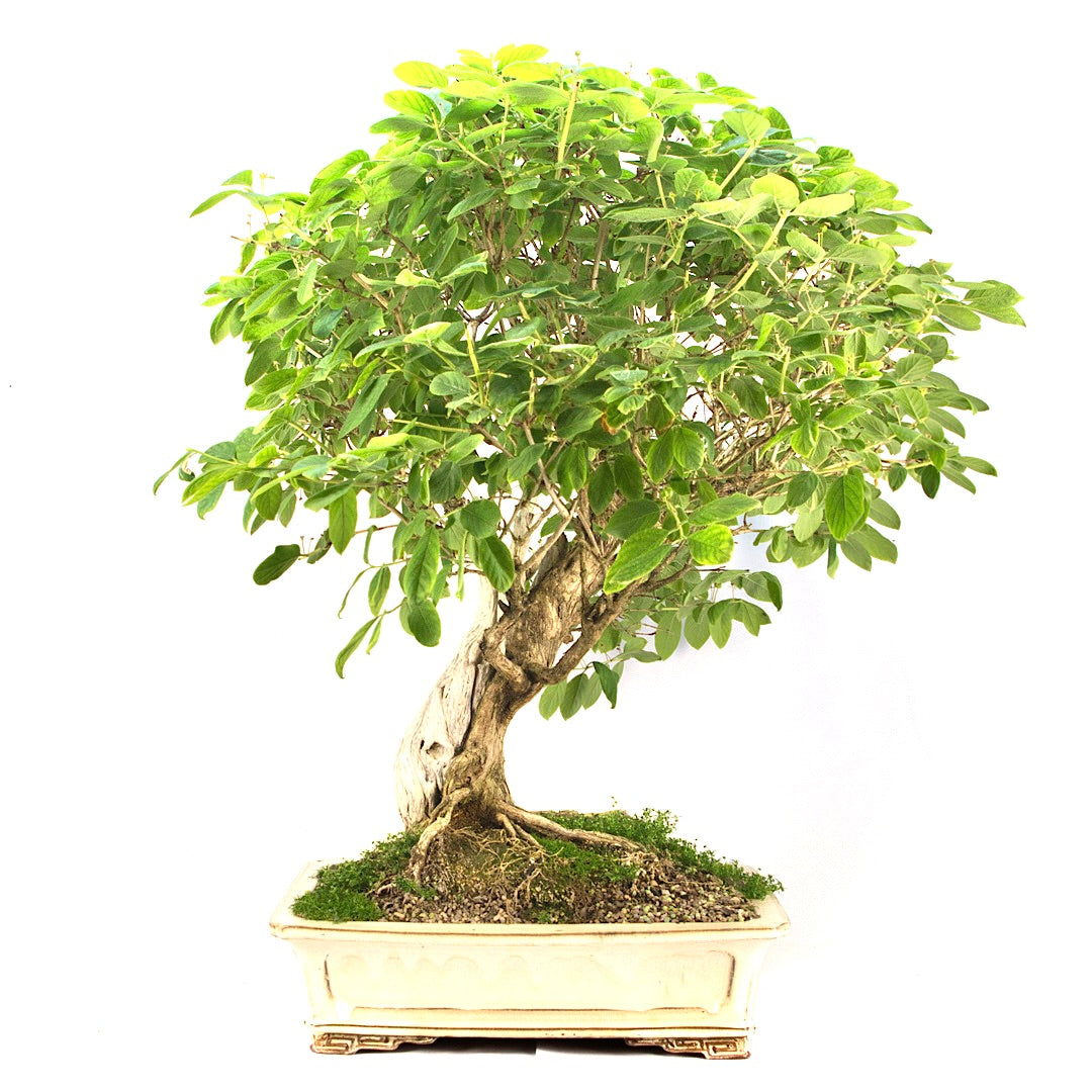 Heckenkirsche 'Lonicera xylosteum'