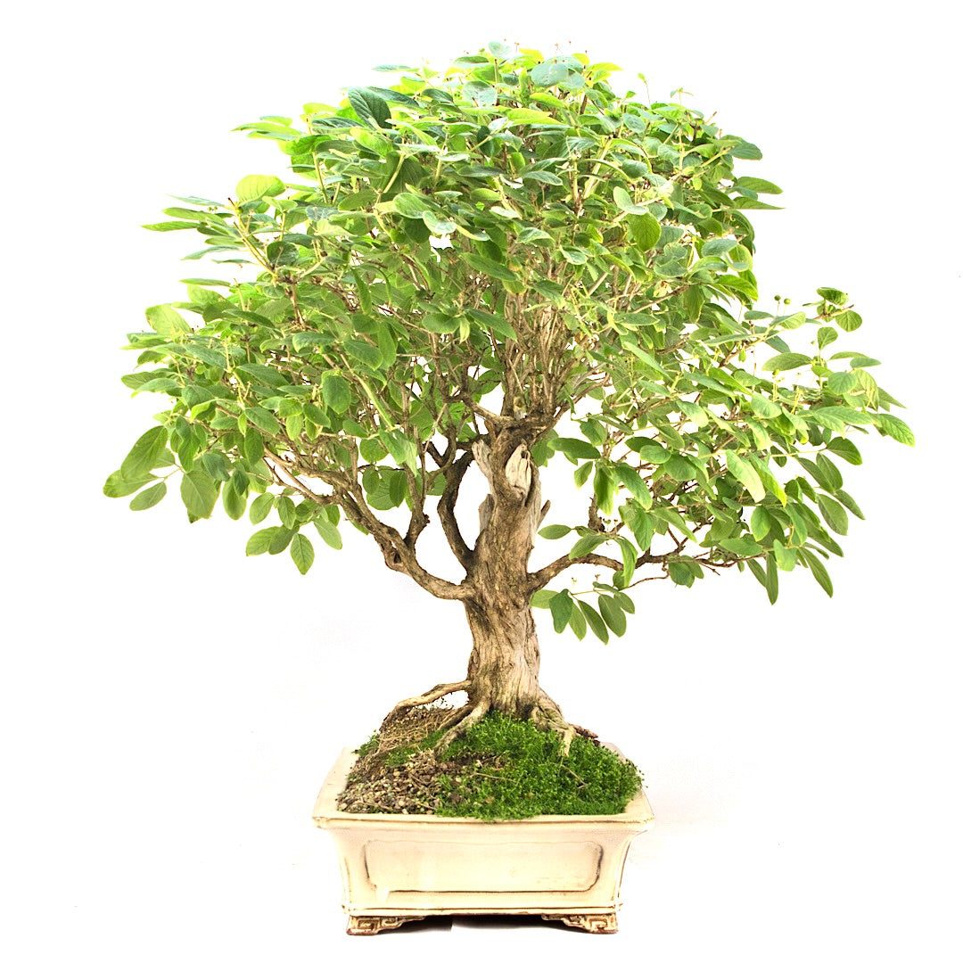 Heckenkirsche 'Lonicera xylosteum'