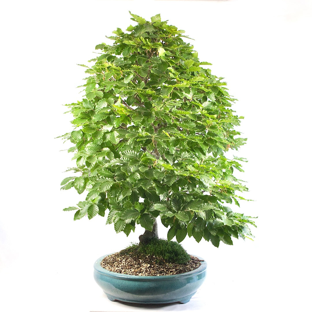 Rotbuche 'Fagus sylvatica'