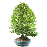 Rotbuche 'Fagus sylvatica'
