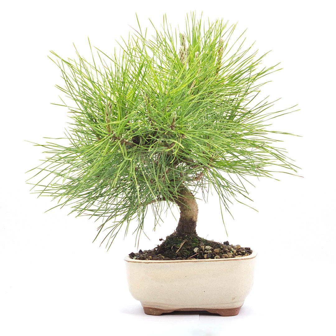 Japanische Schwarzkiefer 'Pinus thunbergii'