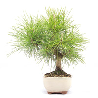 Japanische Schwarzkiefer 'Pinus thunbergii'
