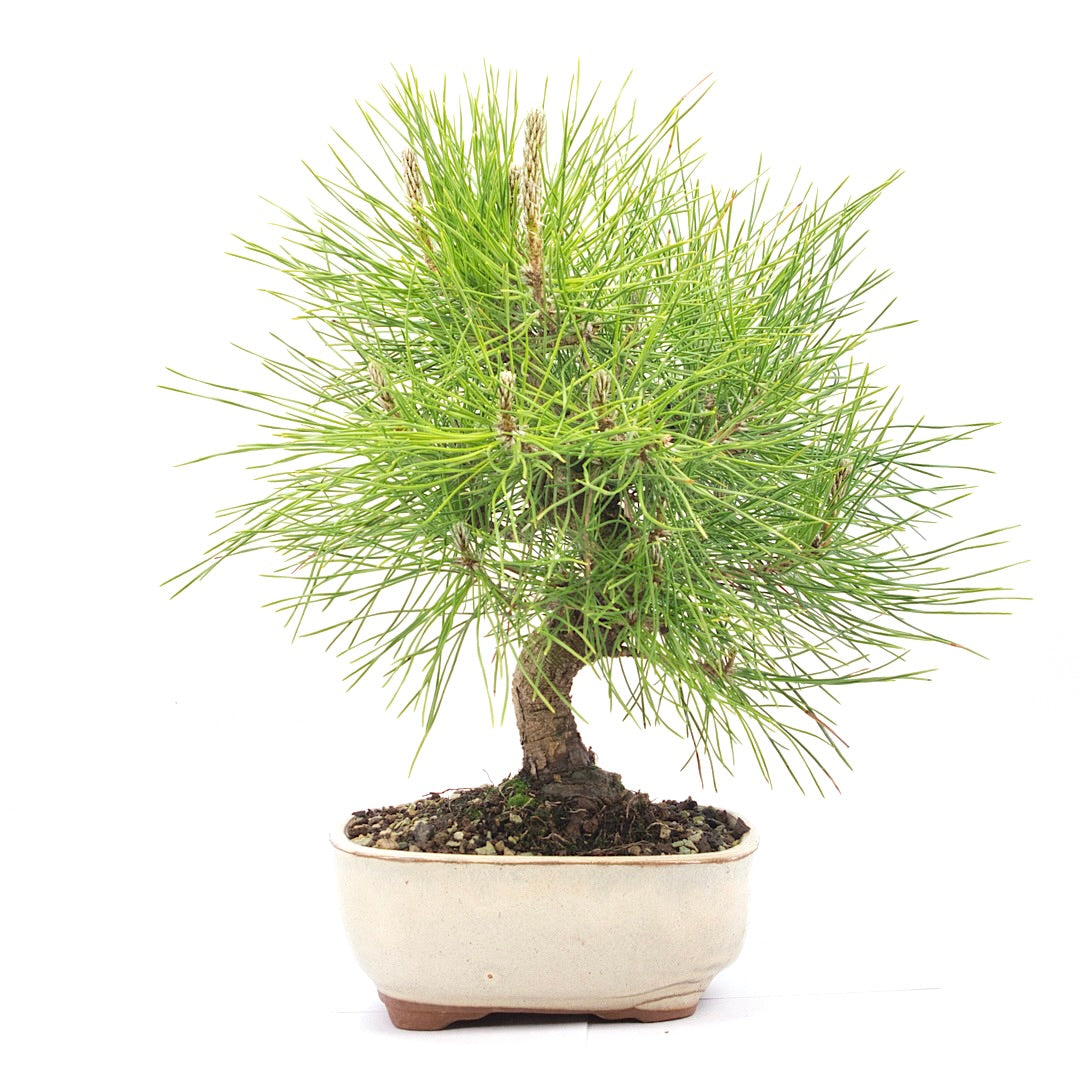 Japanische Schwarzkiefer 'Pinus thunbergii'