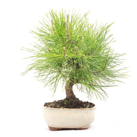 Japanische Schwarzkiefer 'Pinus thunbergii'