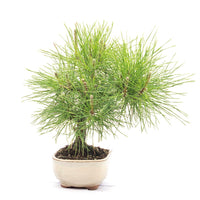 Japanische Schwarzkiefer 'Pinus thunbergii'