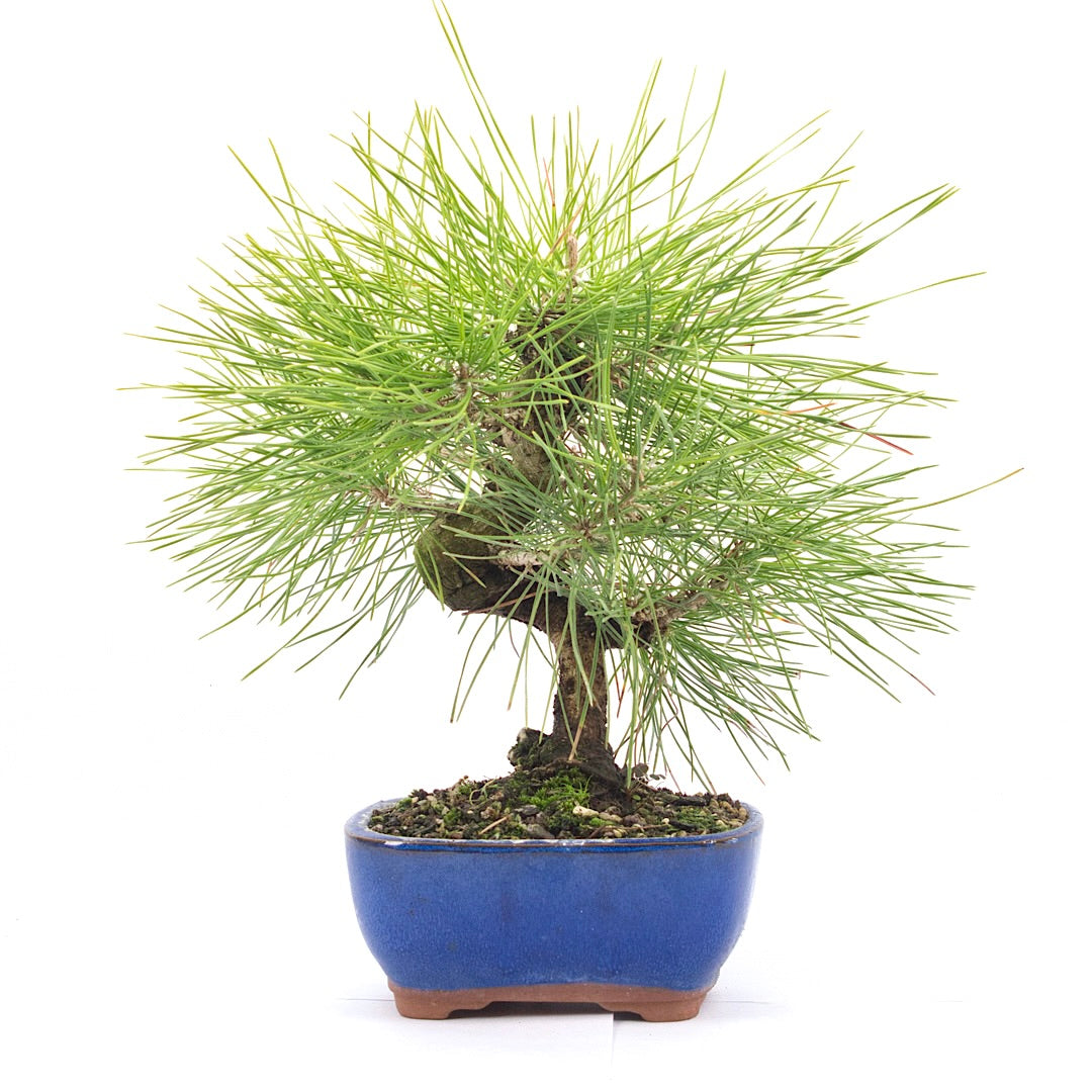 Japanische Schwarzkiefer 'Pinus thunbergii'