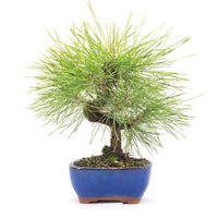 Japanische Schwarzkiefer 'Pinus thunbergii'
