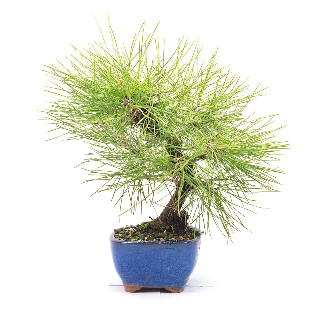 Japanische Schwarzkiefer 'Pinus thunbergii'