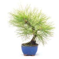 Japanische Schwarzkiefer 'Pinus thunbergii'