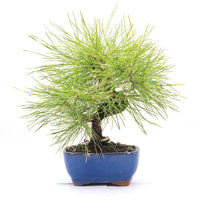 Japanische Schwarzkiefer 'Pinus thunbergii'