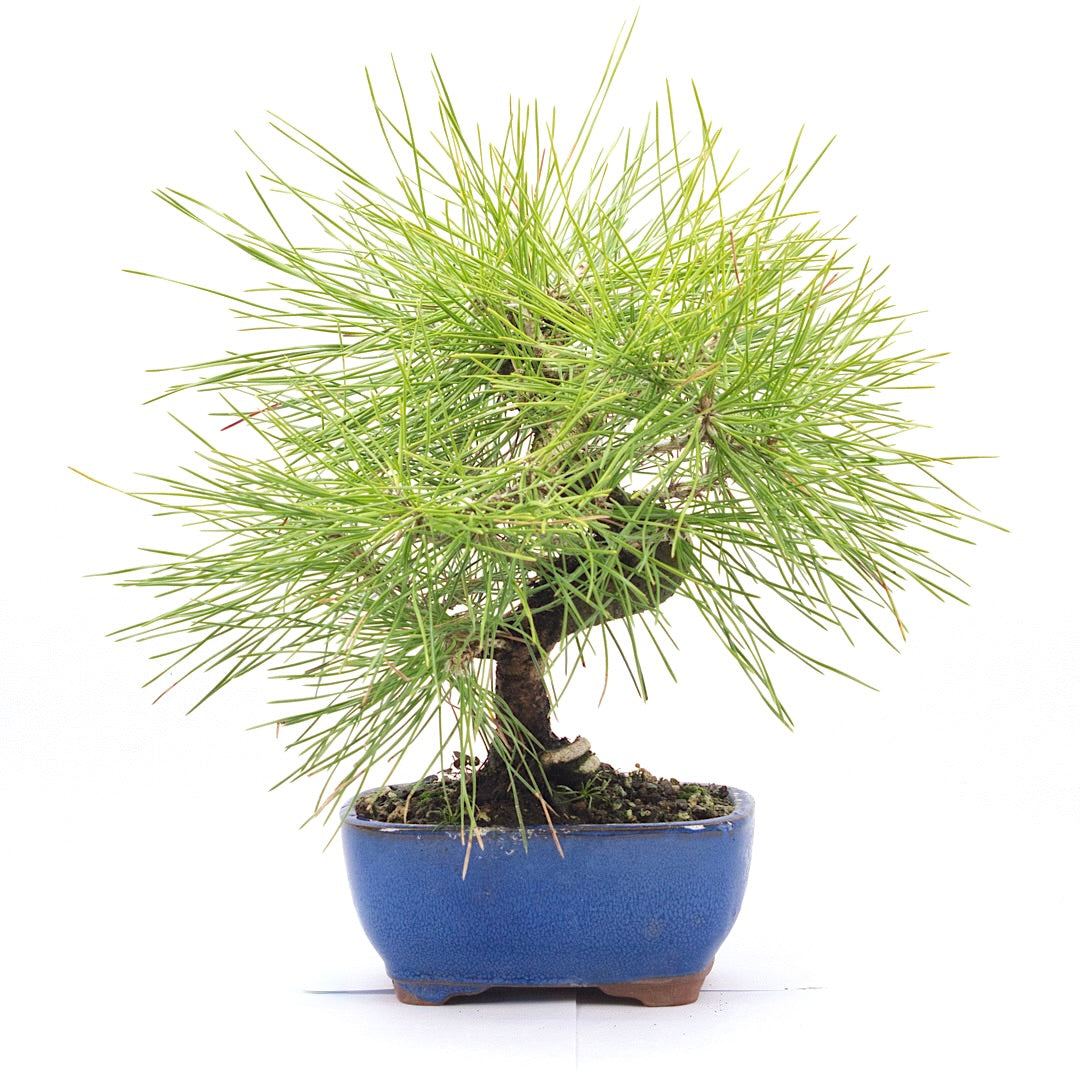 Japanische Schwarzkiefer 'Pinus thunbergii'