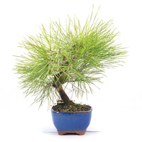 Japanische Schwarzkiefer 'Pinus thunbergii'