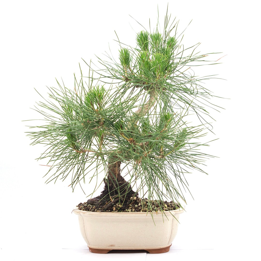Japanische Schwarzkiefer 'Pinus thunbergii'