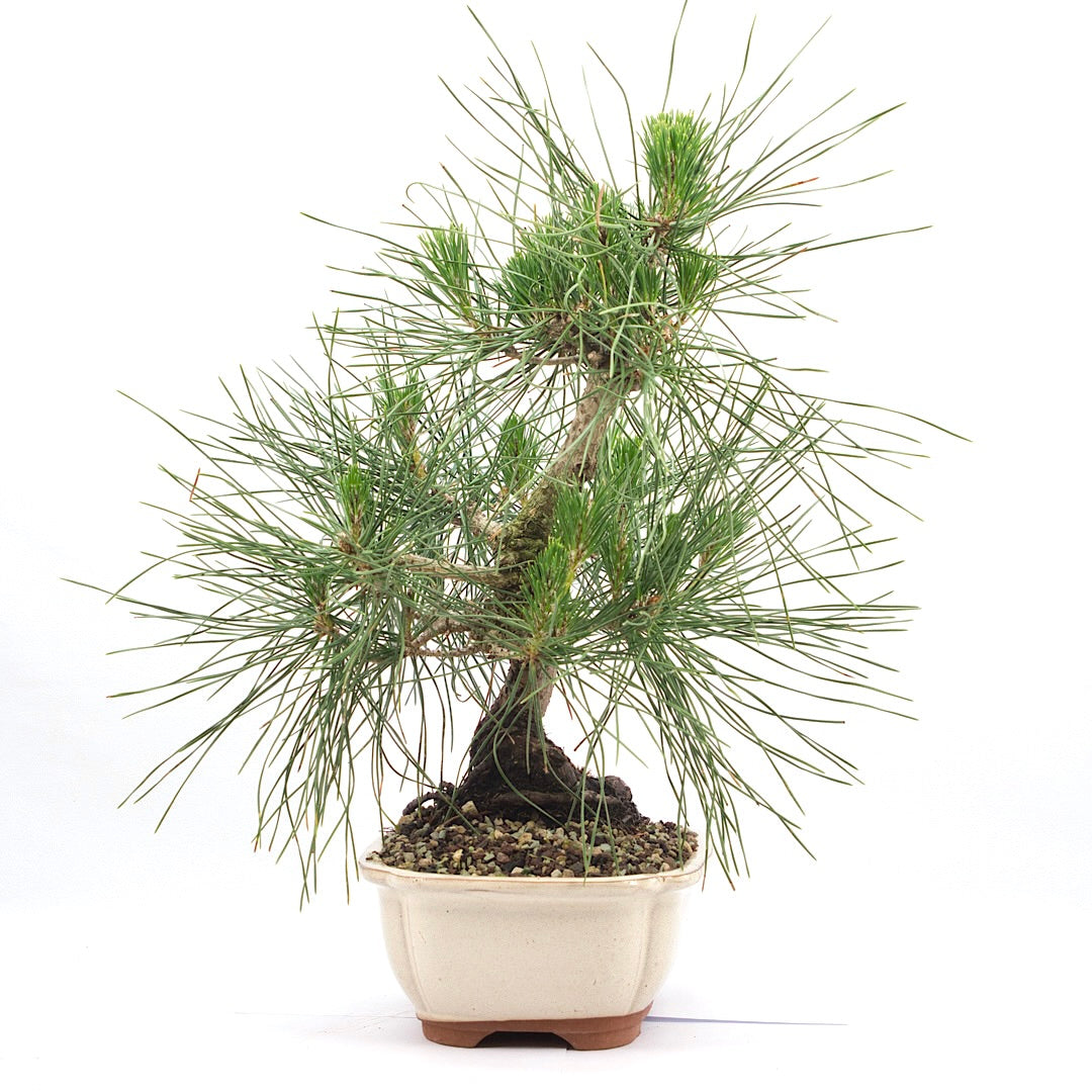 Japanische Schwarzkiefer 'Pinus thunbergii'